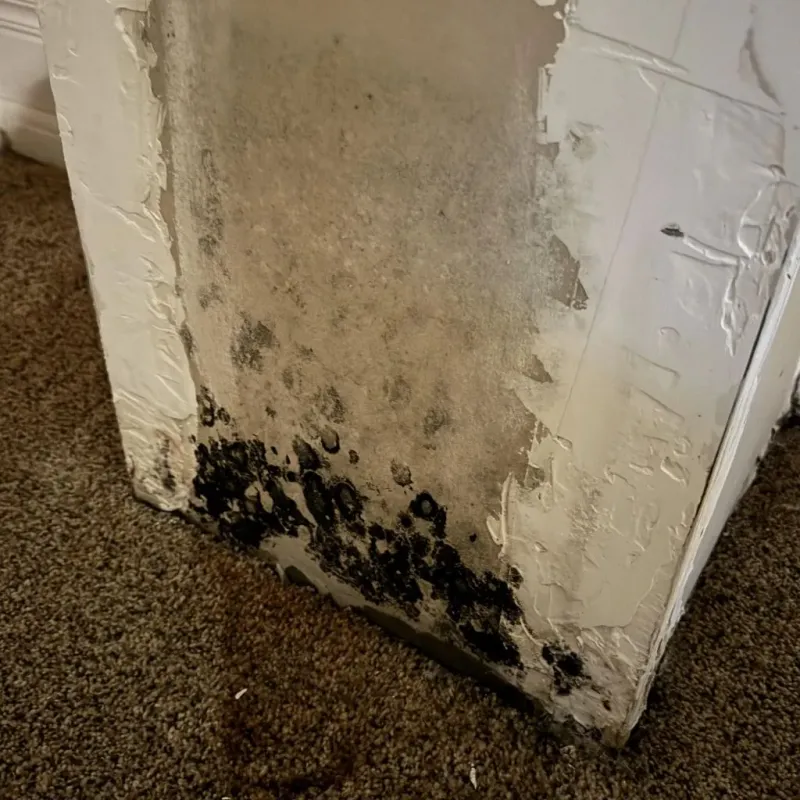 Professional Mold Removal in Gainesville, TX